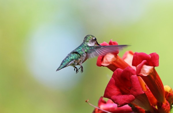 Feeding On The Trumpets by Deb Oppermann